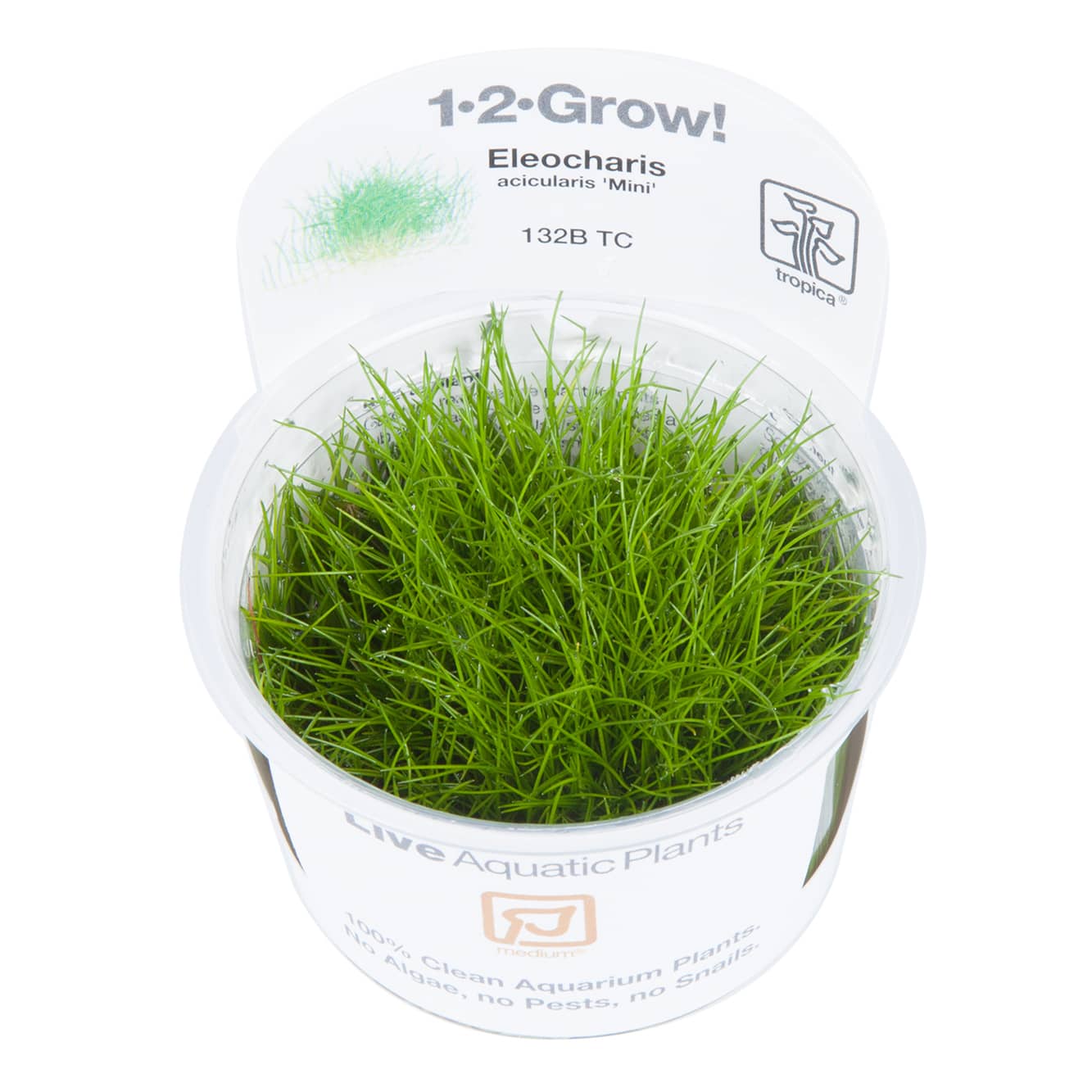 tropica-eleocharis-acicularis-mini-aquatix