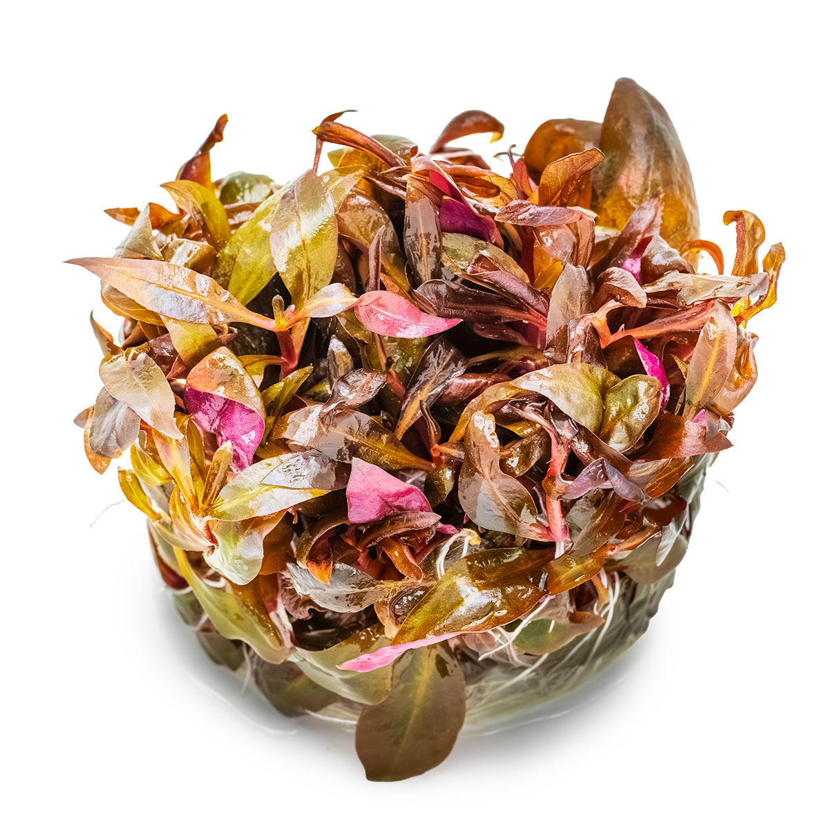 023C-TC-Alternanthera-reineckii-_Mini_-3.jpg Alternanthera reineckii 'Mini' 1-2-Grow!