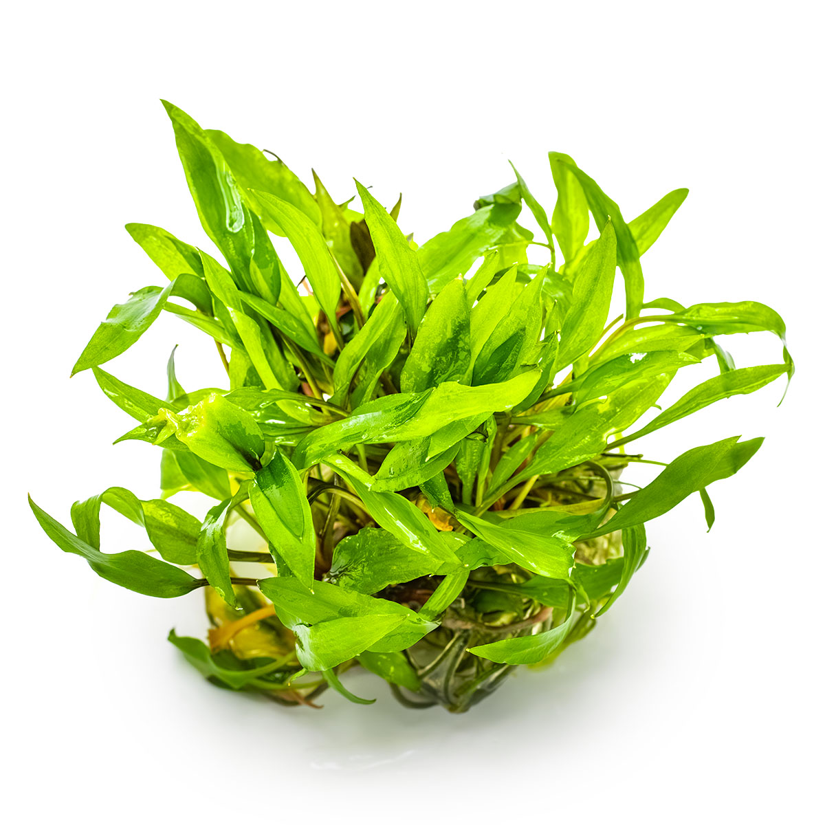 Cryptocoryne Wendtii Green 1 2 Grow Cryptocoryne Wendtii Green 1 2 Grow